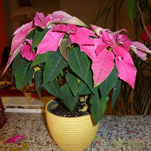 A photo of Euphorbia pulcherrima