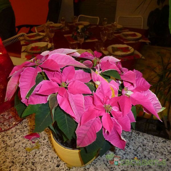 A photo of Euphorbia pulcherrima