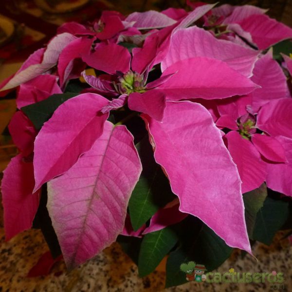 A photo of Euphorbia pulcherrima
