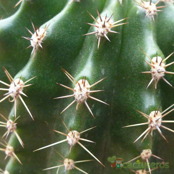 A photo of Echinopsis oxygona