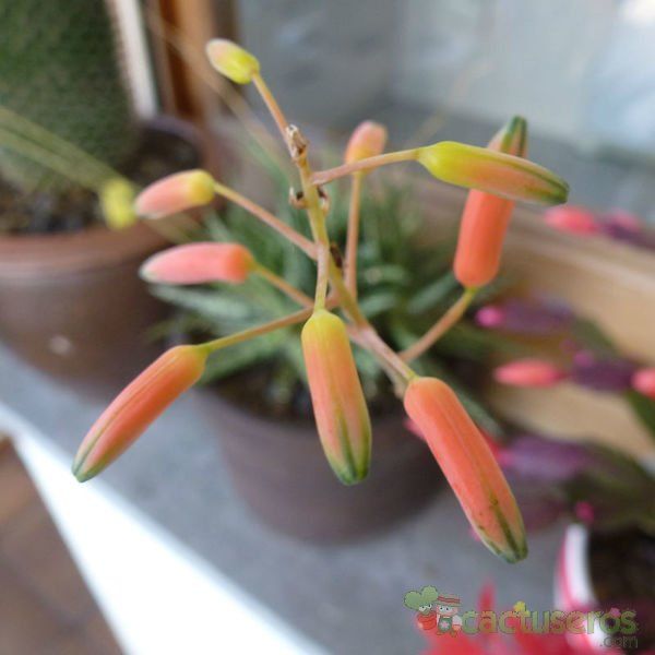 Una foto de Aloe rauhii