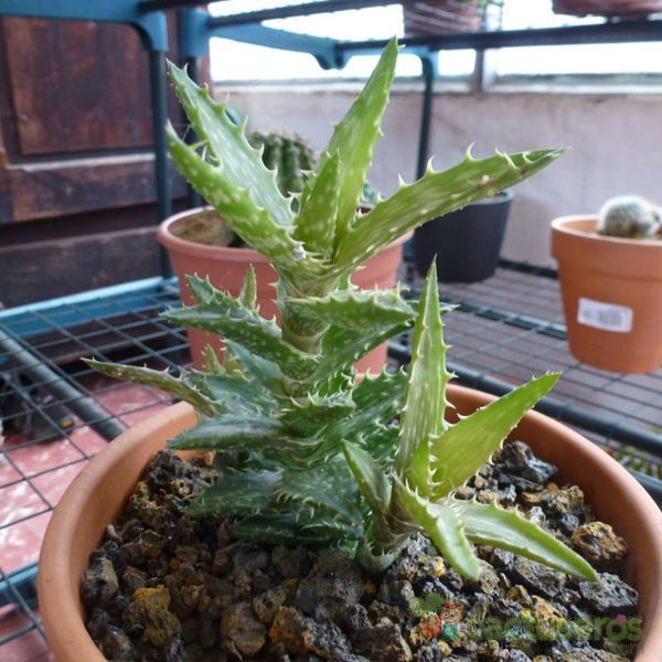 Una foto de Aloe juvenna