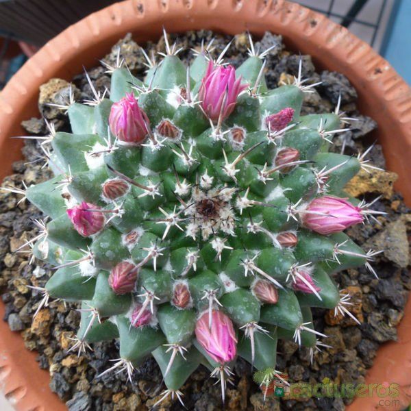 Una foto de Mammillaria compressa ssp centralifera