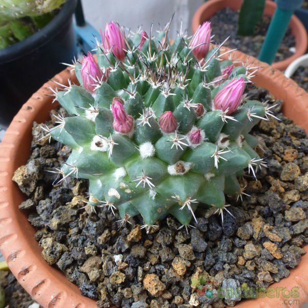 Una foto de Mammillaria compressa ssp centralifera
