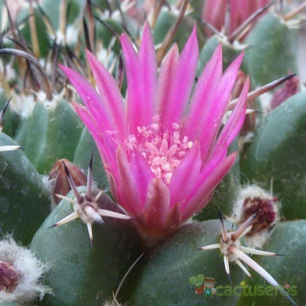 Una foto de Mammillaria compressa ssp centralifera