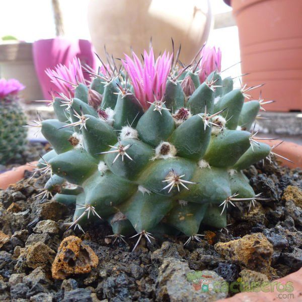 Una foto de Mammillaria compressa ssp centralifera
