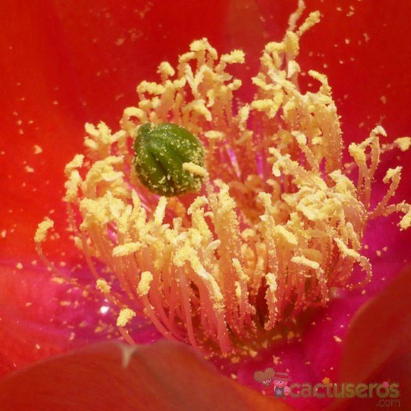 Una foto de Opuntia aciculata
