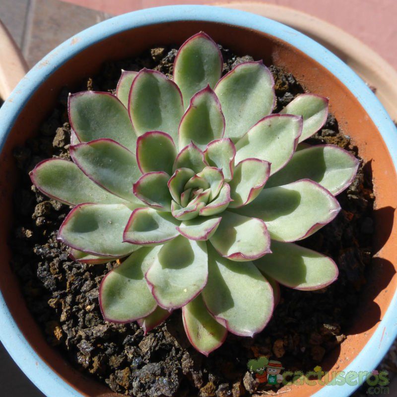 A photo of Echeveria pulidonis