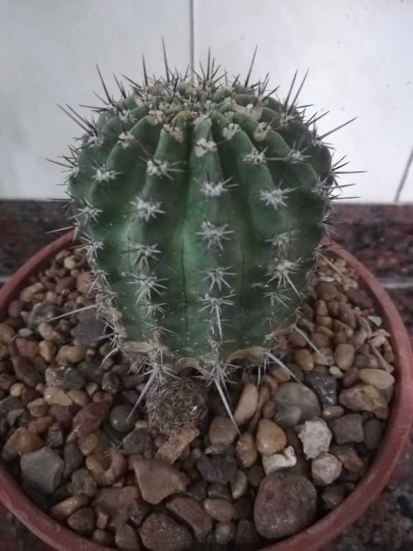 Una foto de Echinopsis silvestrii