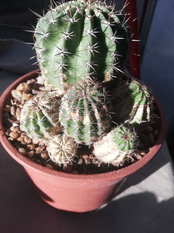 Una foto de Echinopsis silvestrii