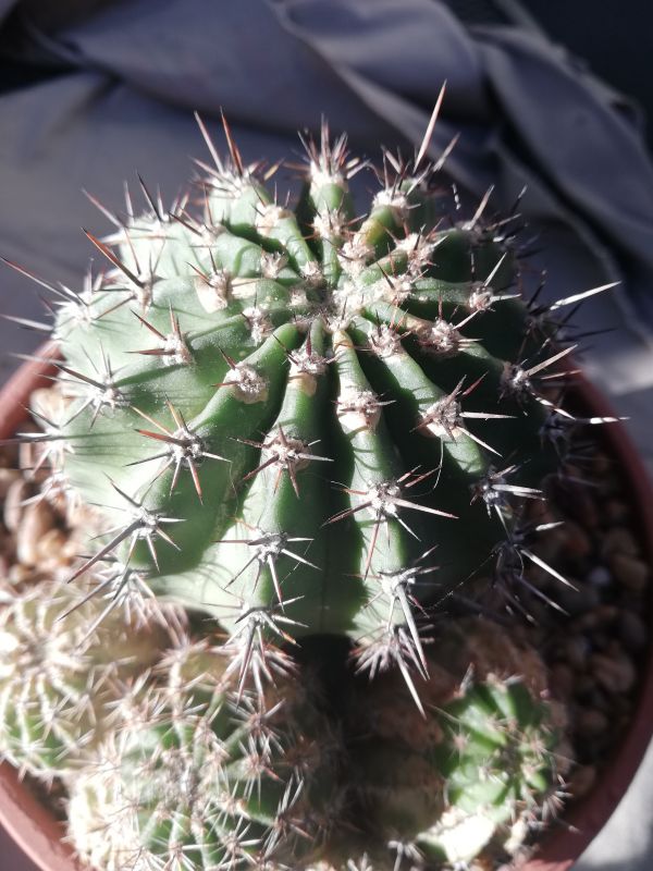 Una foto de Echinopsis silvestrii