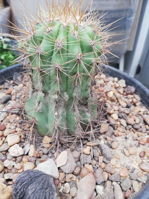 A photo of Echinopsis candicans