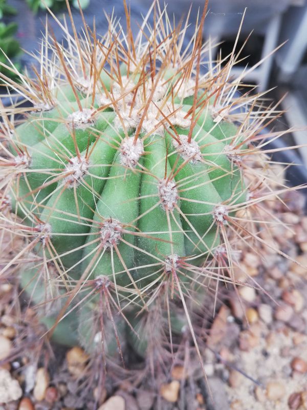 A photo of Echinopsis candicans