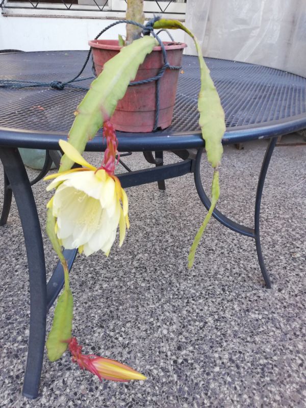 Una foto de Epiphyllum laui