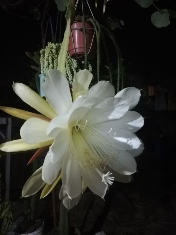 Una foto de Epiphyllum laui