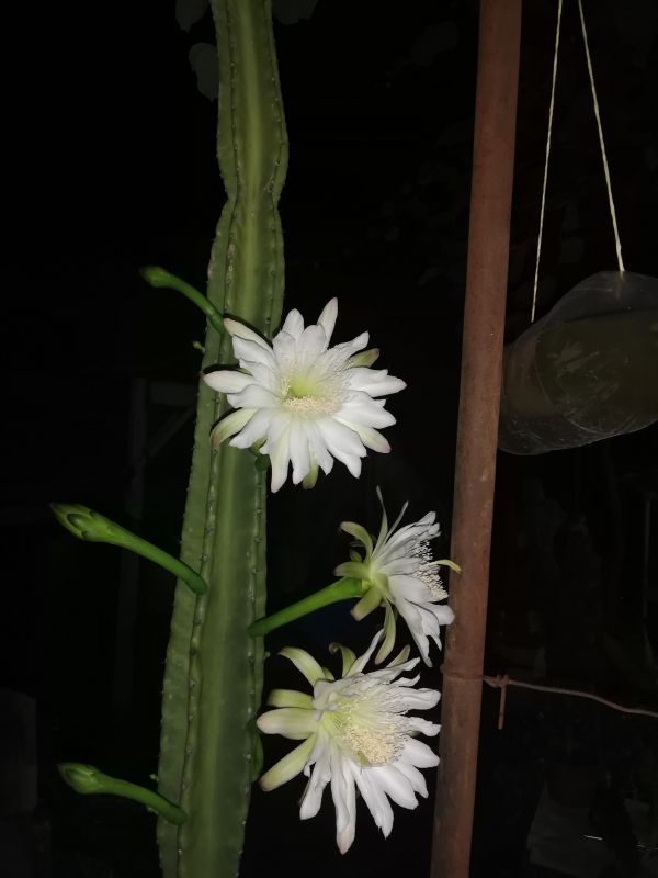A photo of Cereus uruguayanus