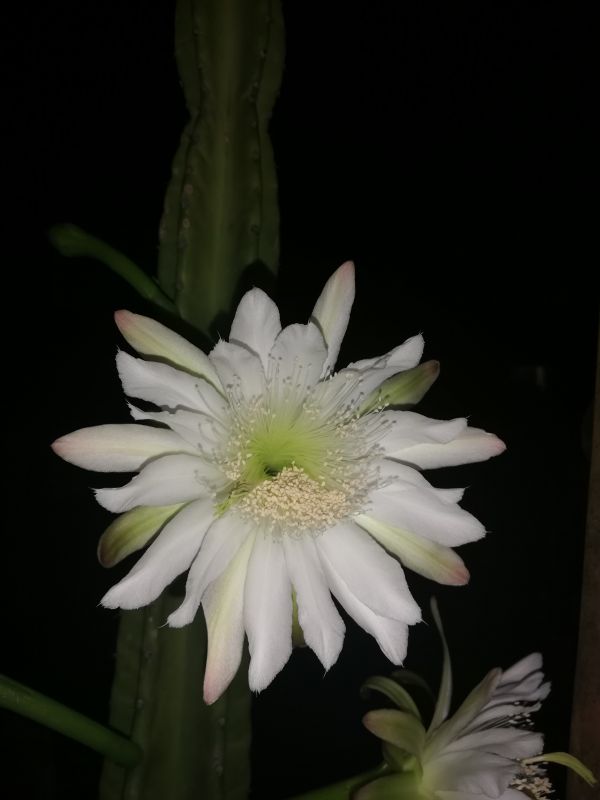 A photo of Cereus uruguayanus