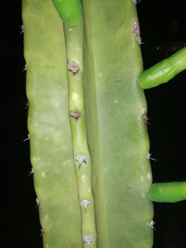 A photo of Cereus uruguayanus