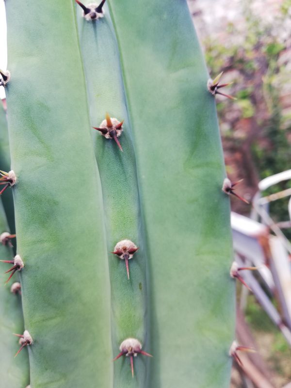 A photo of Cereus uruguayanus