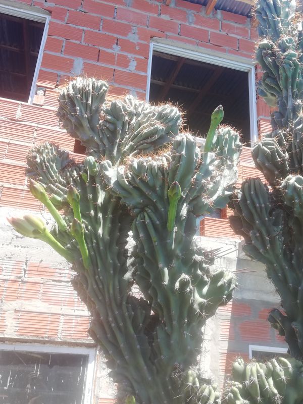 Una foto de Cereus hildmannianus f. monstruosa