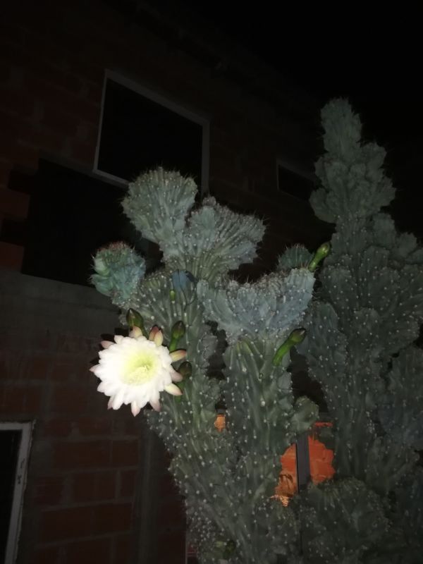 Una foto de Cereus hildmannianus f. monstruosa