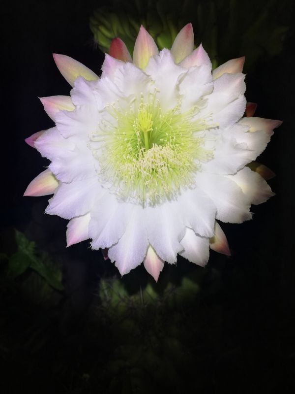 Una foto de Cereus hildmannianus f. monstruosa