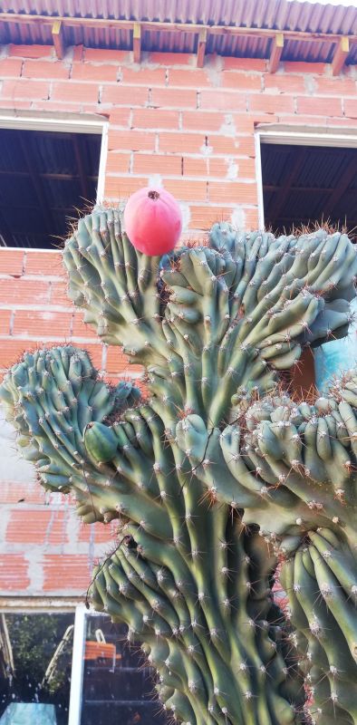 Una foto de Cereus hildmannianus f. monstruosa