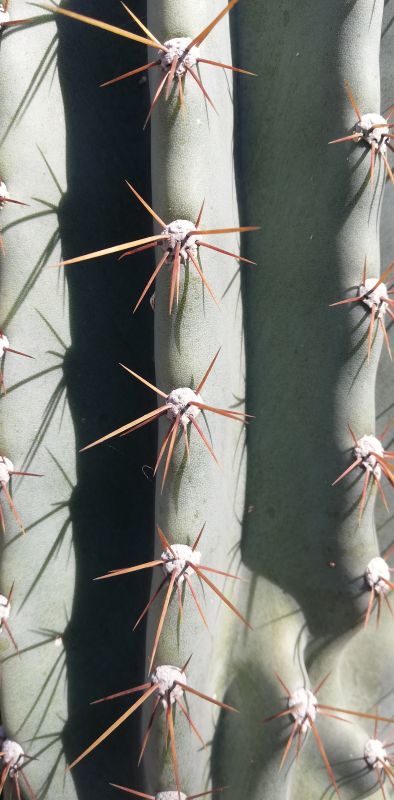 Una foto de Cereus hildmannianus f. monstruosa