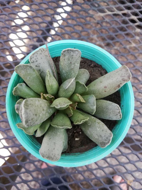Una foto de Adromischus cooperi