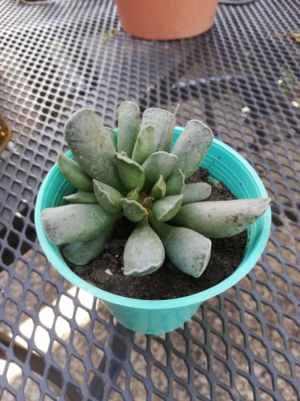 Una foto de Adromischus cooperi