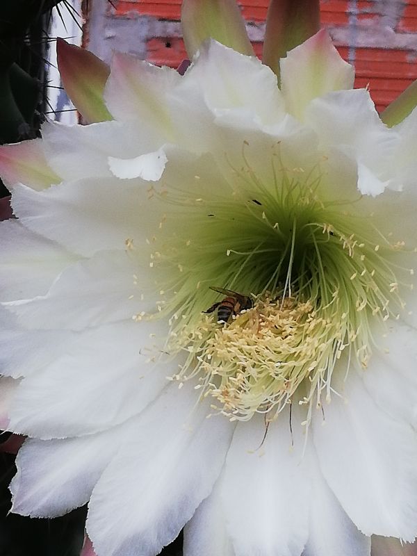 Una foto de Cereus hildmannianus f. monstruosa