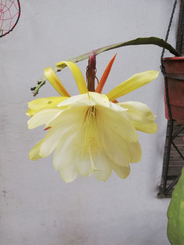 Una foto de Epiphyllum laui