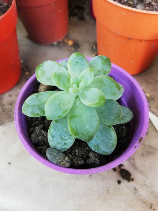 A photo of Sedum clavatum