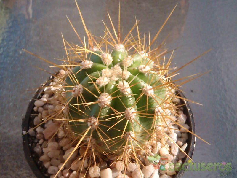 A photo of Echinopsis candicans