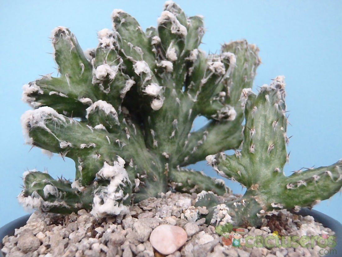 A photo of Cereus spegazzinii fma. crestada