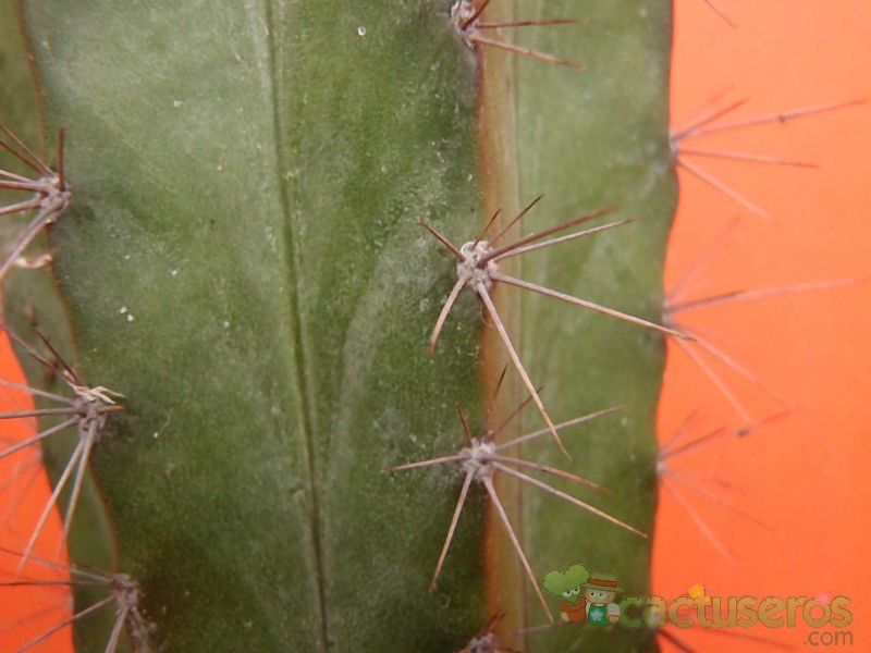 Una foto de Stenocereus griseus