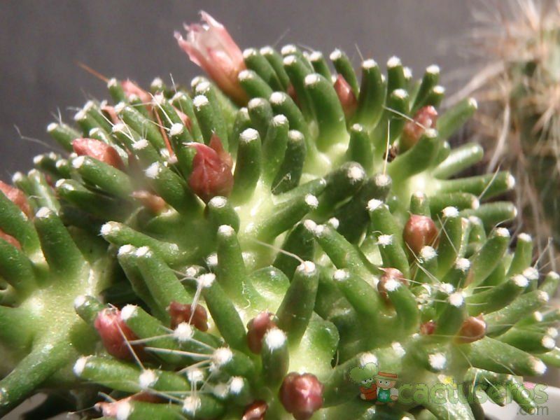 A photo of Mammillaria crinita ssp crinita fma. monstruosa
