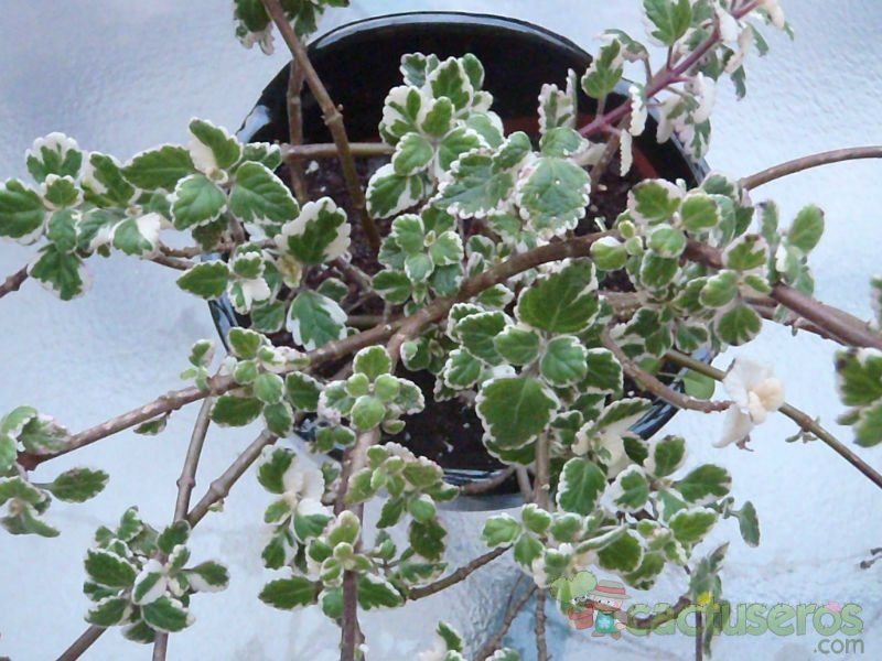 A photo of Plectranthus madagascariensis fma. variegada