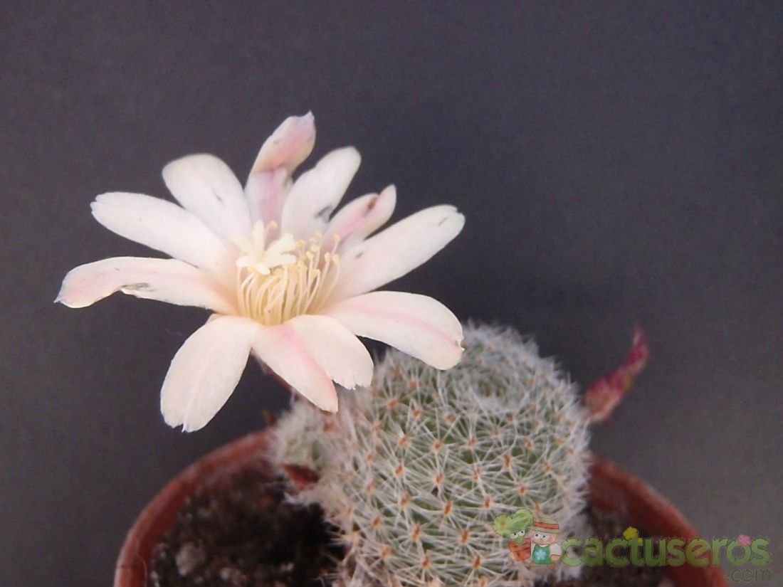 A photo of Rebutia heliosa x pulvinosa cv. sunrise (HIBRIDO)