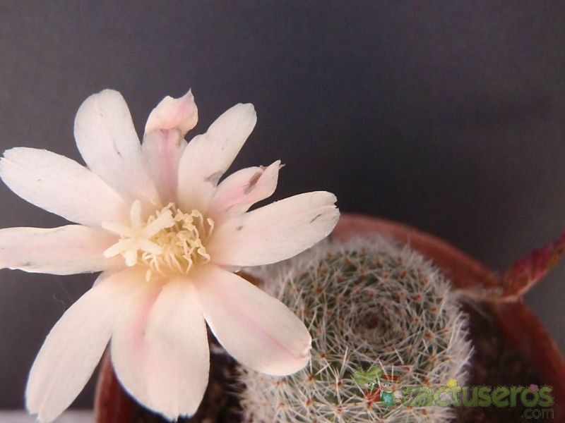A photo of Rebutia heliosa x pulvinosa cv. sunrise (HIBRIDO)