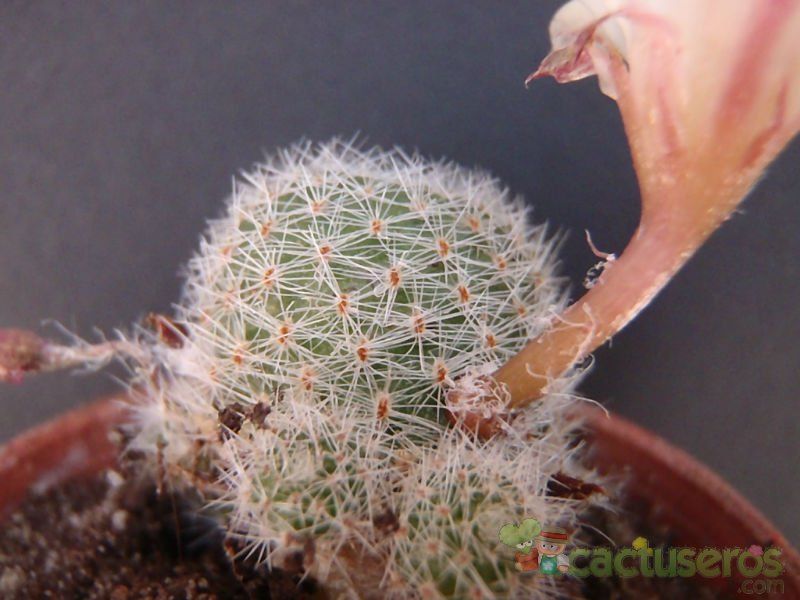 A photo of Rebutia heliosa x pulvinosa cv. sunrise (HIBRIDO)