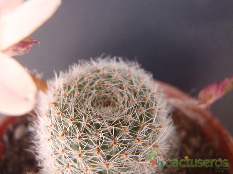 A photo of Rebutia heliosa x pulvinosa cv. sunrise (HIBRIDO)