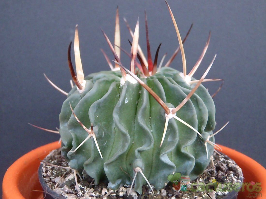A photo of Stenocactus crispatus