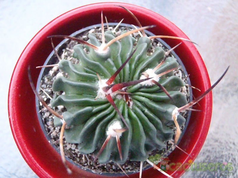 A photo of Stenocactus crispatus