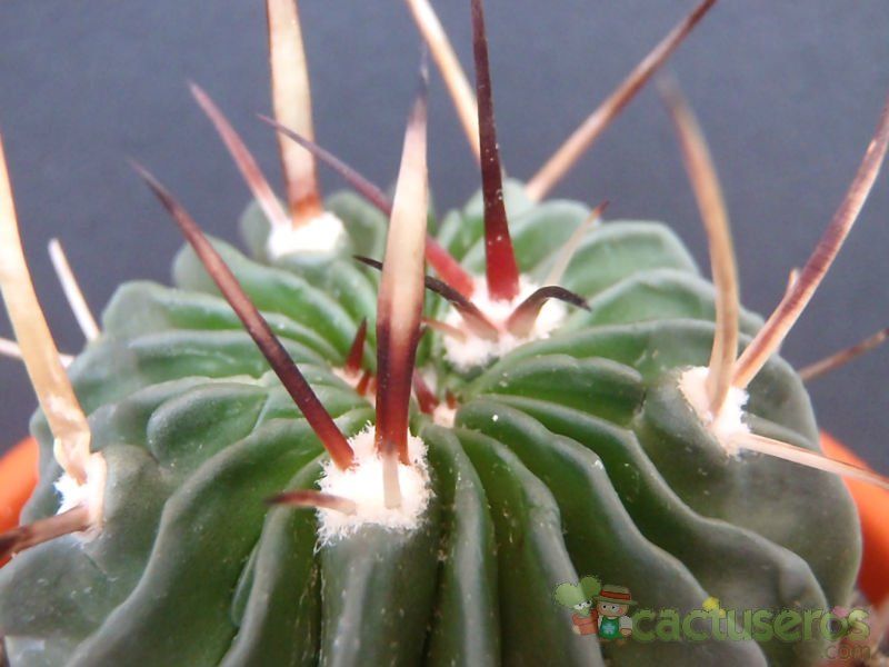 A photo of Stenocactus crispatus