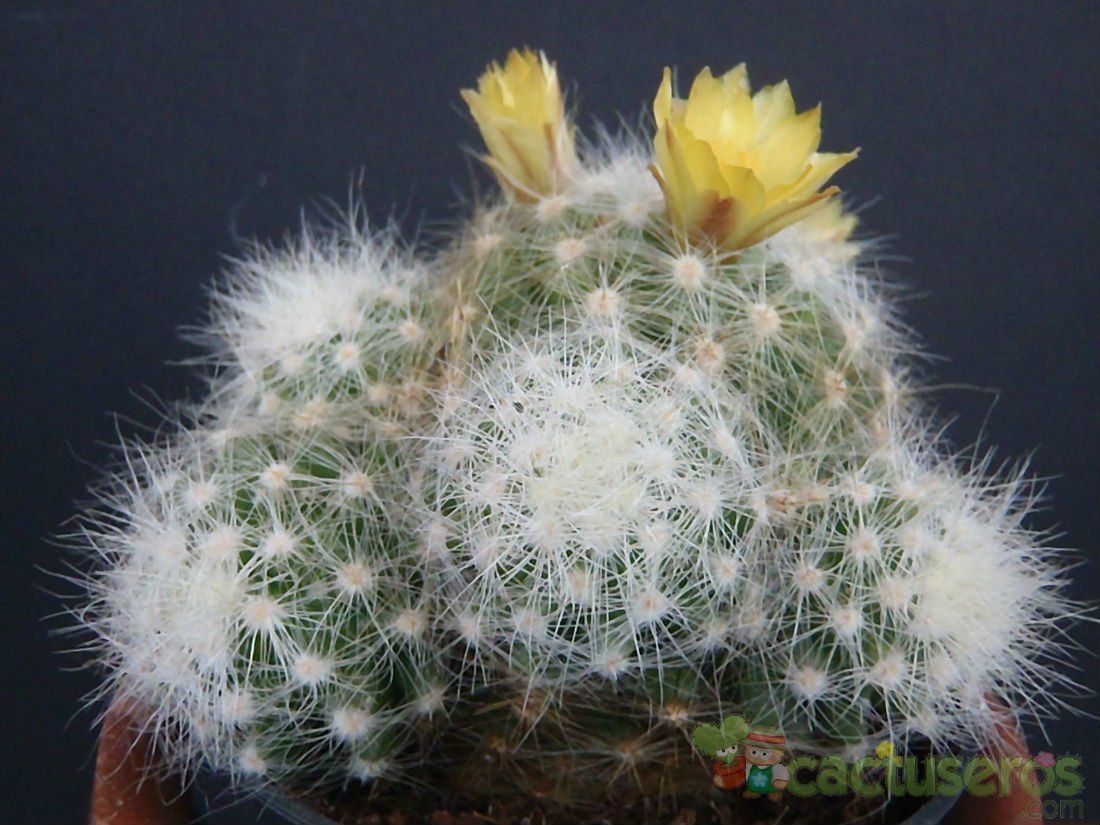 Una foto de Mammillaria baumii