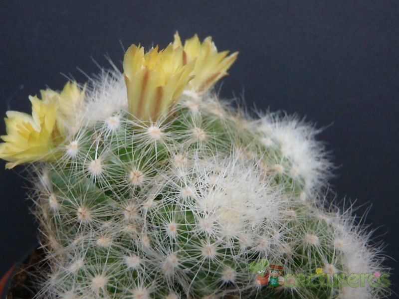 Una foto de Mammillaria baumii