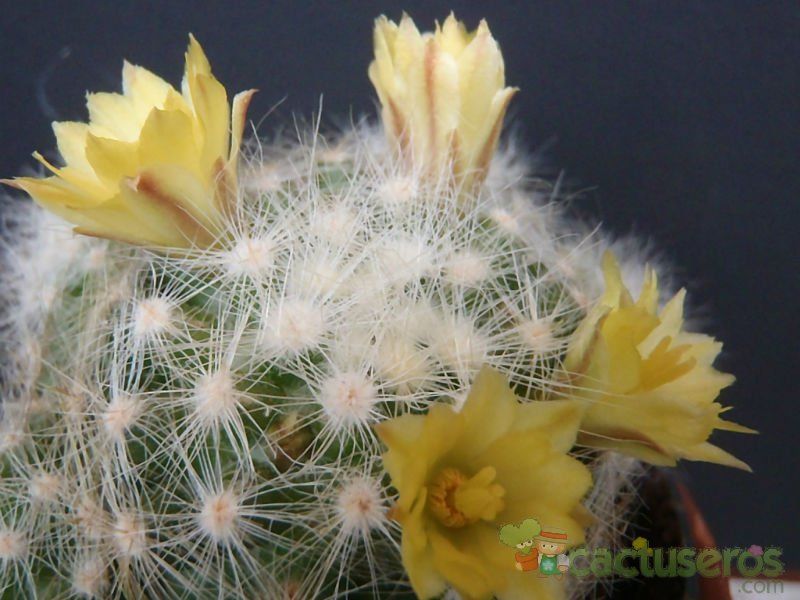 Una foto de Mammillaria baumii