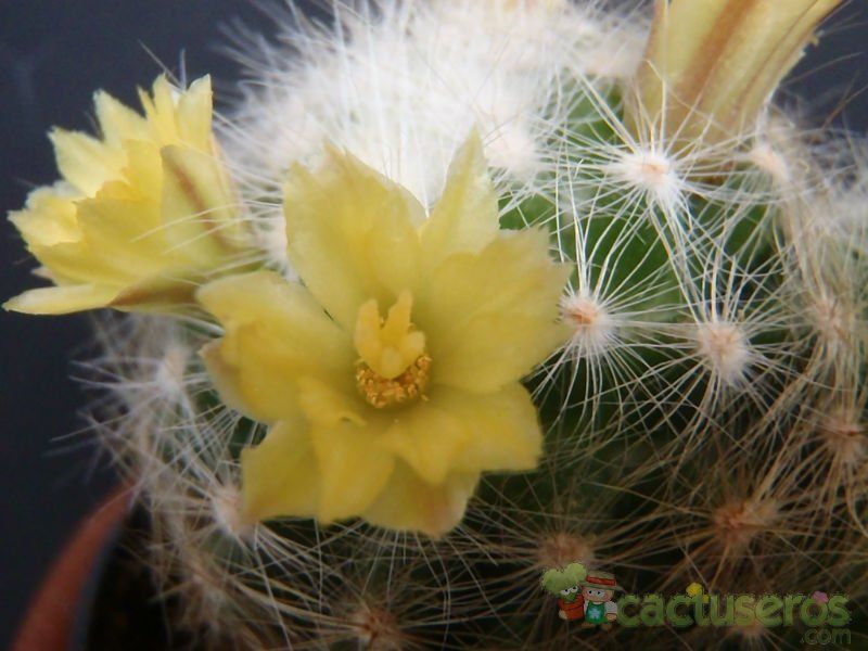 Una foto de Mammillaria baumii