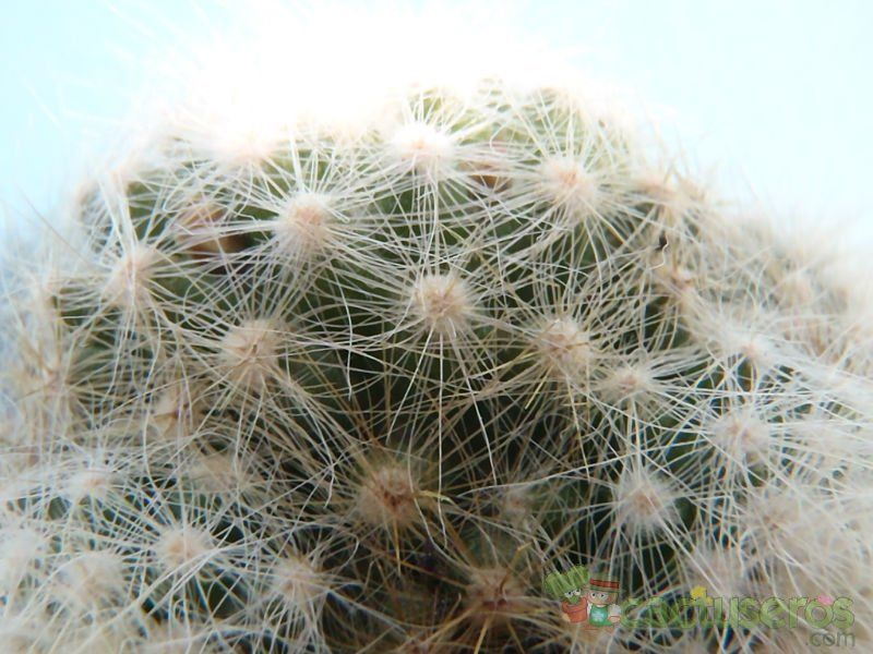 Una foto de Mammillaria baumii